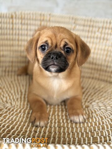 Pugalier Puppies - Happy & Healthy