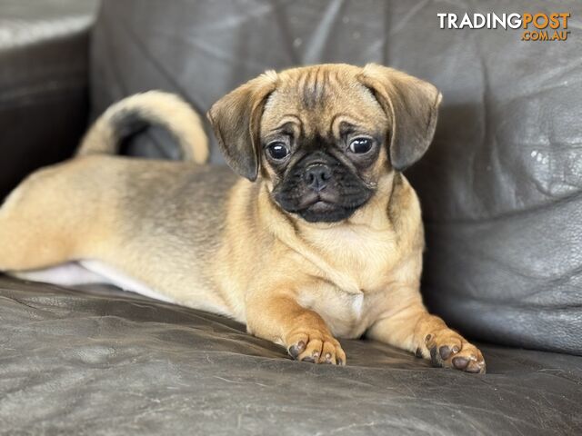 Pugalier Puppies - Happy &amp; Healthy