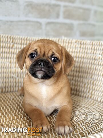 Pugalier Puppies - Happy & Healthy