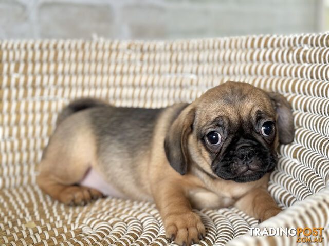 Pugalier Puppies - Happy & Healthy