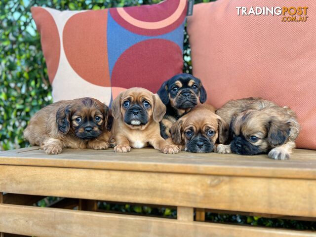 Pugalier puppies sale for sale