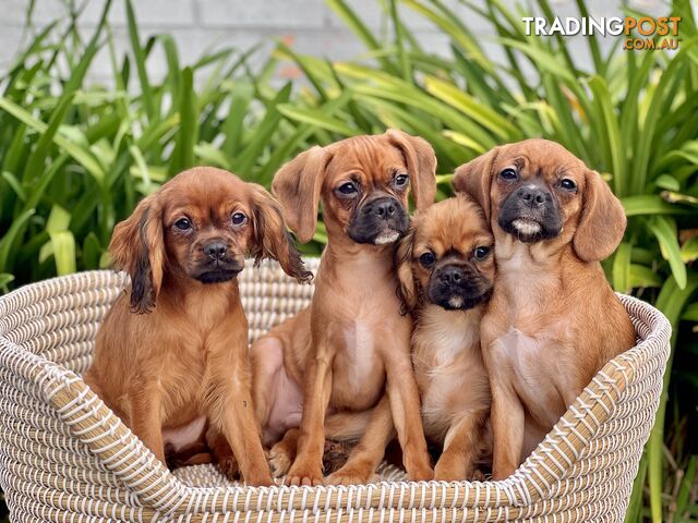 Pugalier Puppies For Sale Sydney - 3/4 Cavalier 1/4 Pug