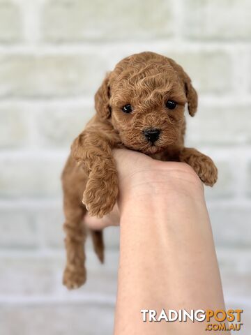 Quality Christmas Toy Cavoodles