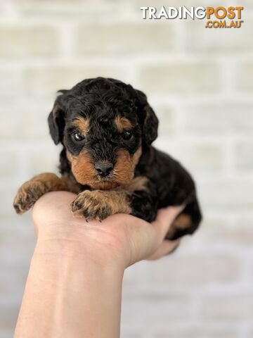 Quality Christmas Toy Cavoodles