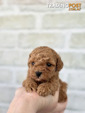 Quality Christmas Toy Cavoodles