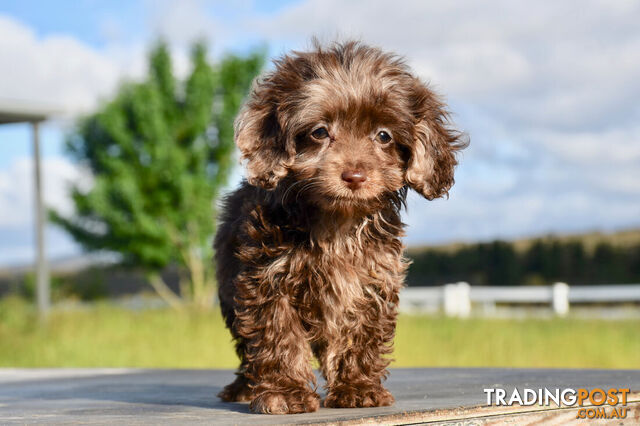 Chocolate & Chocolate Merle Poodle x Puppies