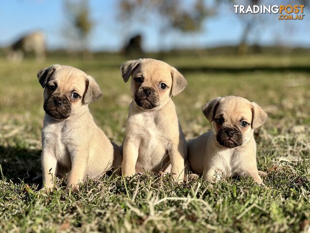 EXCEPTIONAL JUG PUPPIES - Pug x Jack Russell Terrier