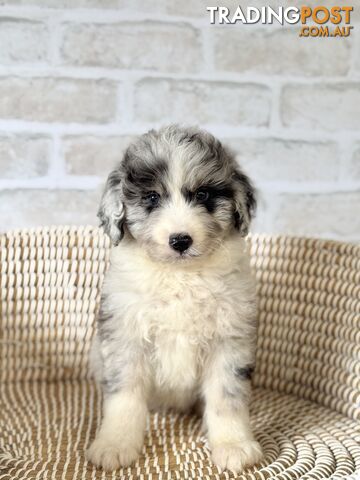 F1 Standard AussieDoodle Puppies