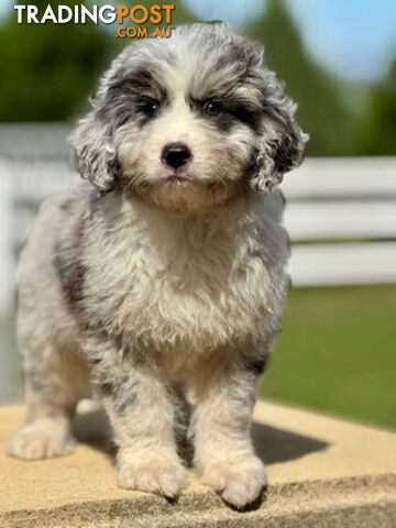 F1 Standard AussieDoodle Puppies