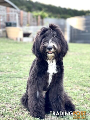 TRUE F1 OLD ENGLISH SHEEPDOG X STANDARD POOODLE - SHEEPADOODLE PUPPIES