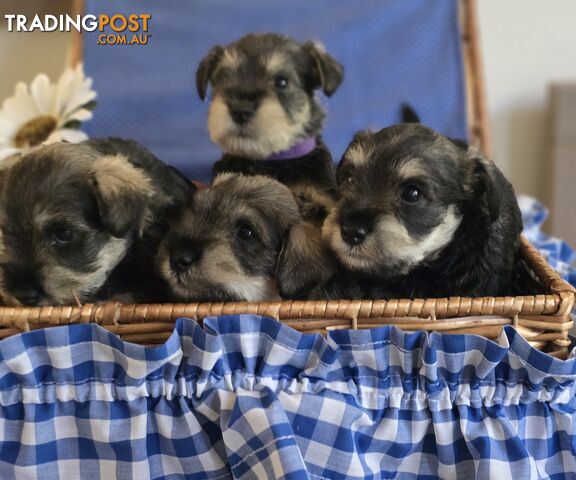 Miniature Schnauzer Puppies