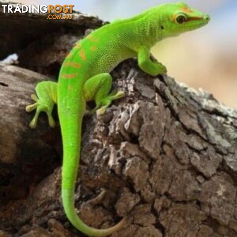 Reptiles for Sale