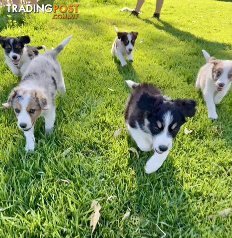 Pedigree Border Collie Puppies