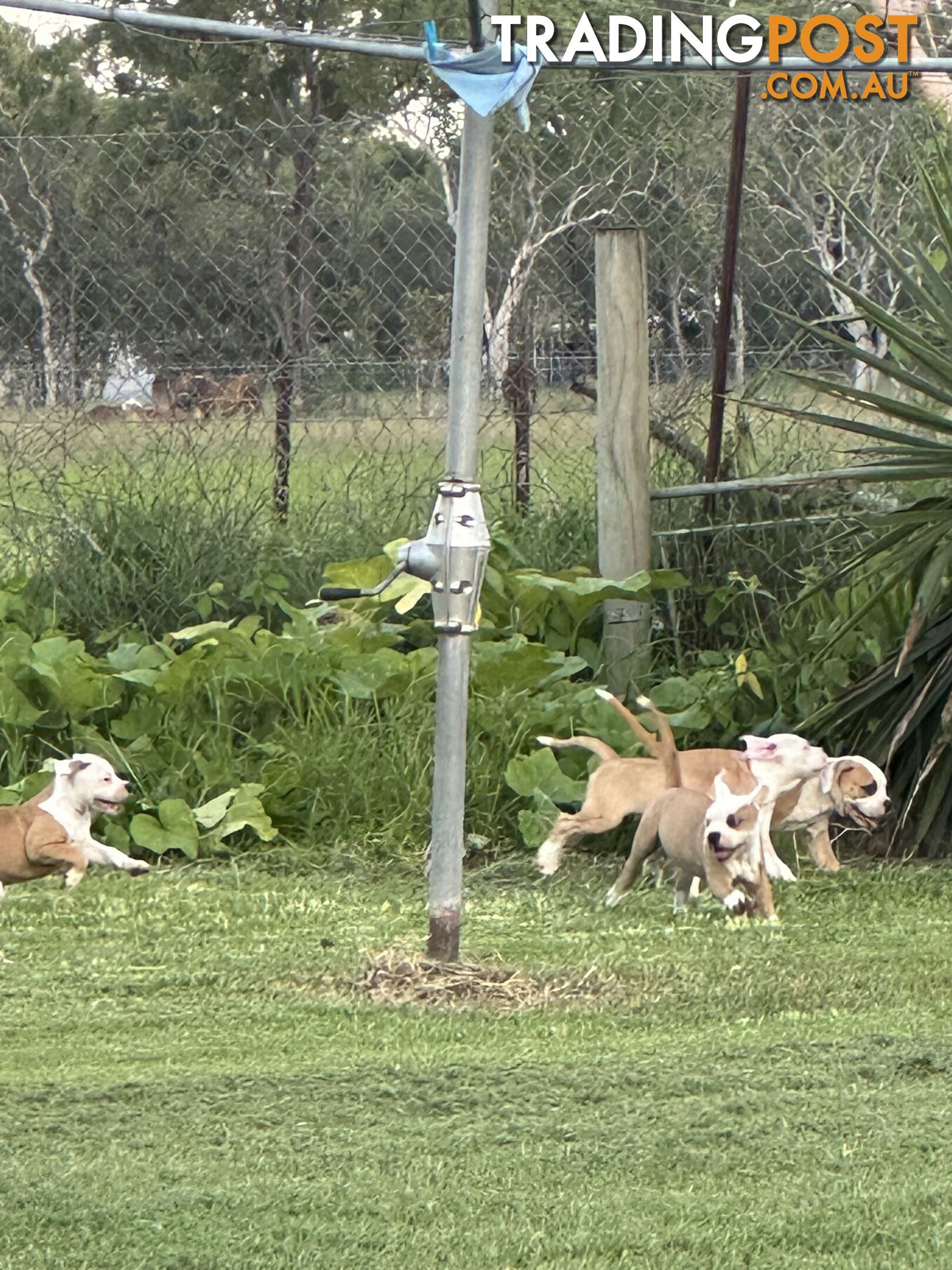 American bulldogs purebred puppies 9 weeks old