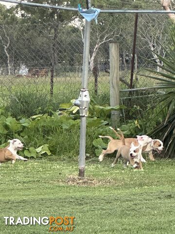 American bulldogs purebred puppies 9 weeks old