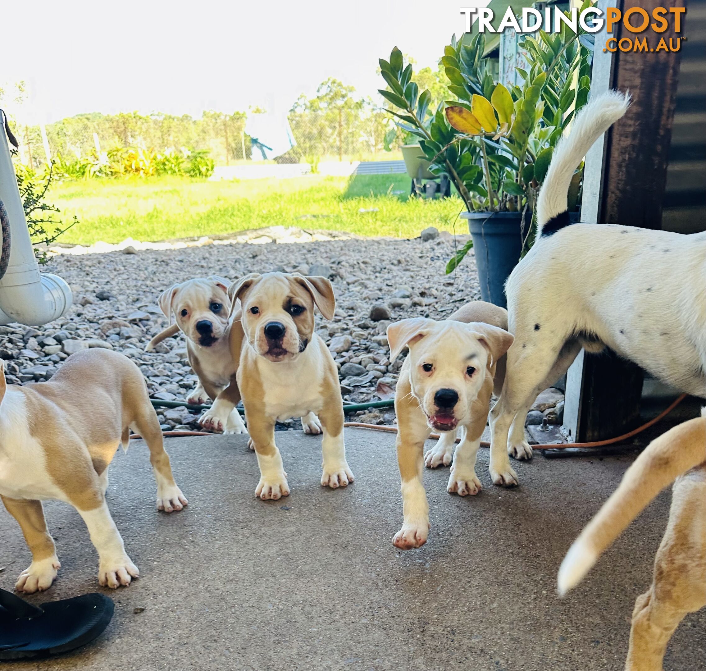 American bulldogs purebred puppies 9 weeks old