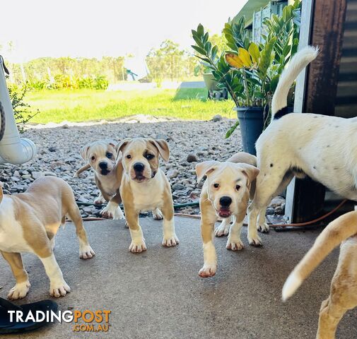 American bulldogs purebred puppies 9 weeks old