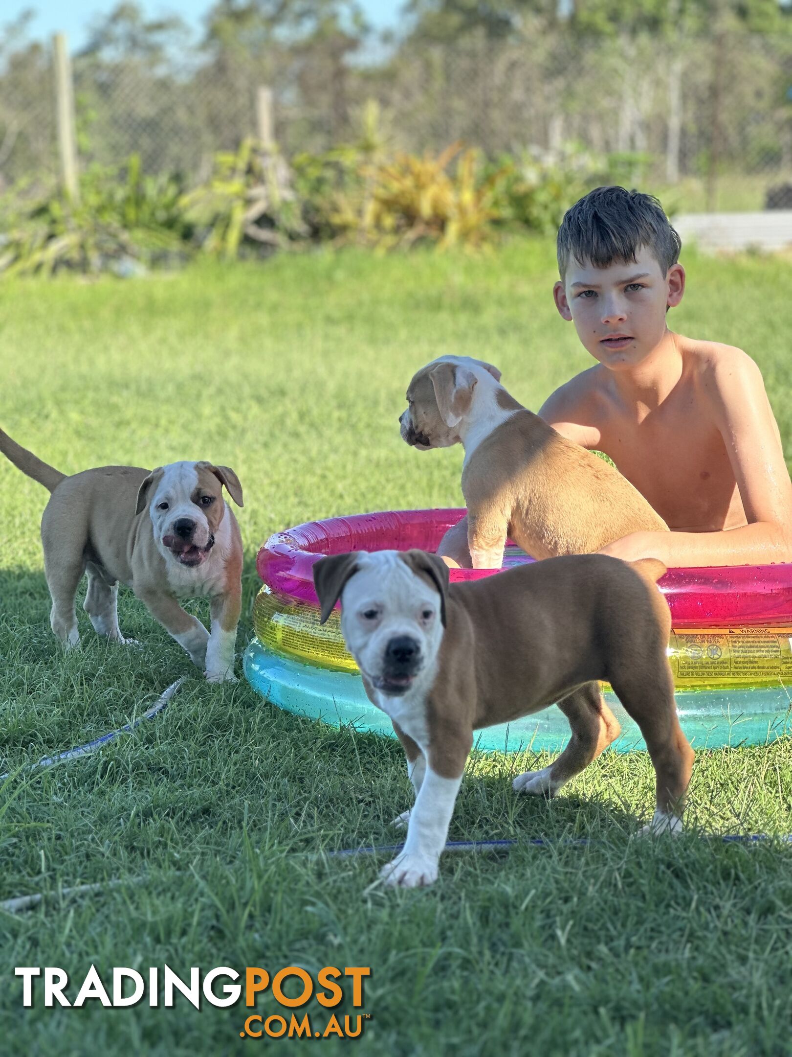 American bulldogs purebred puppies 9 weeks old