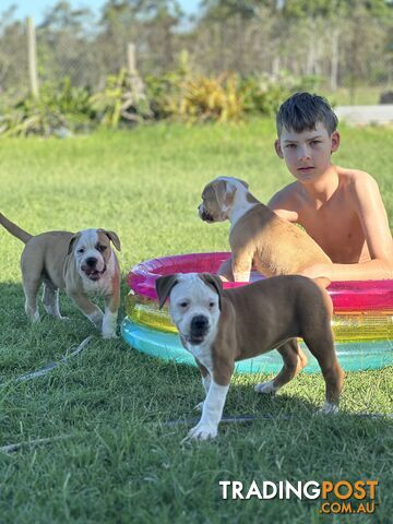 American bulldogs purebred puppies 9 weeks old