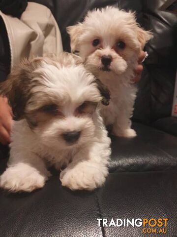 Maltese Shih tzu x Maltese Terrier