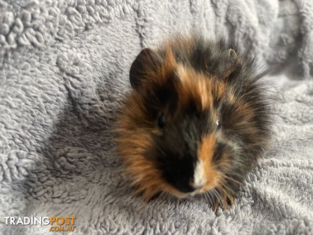 Abyssinian Guinea Pig Babies for Sale – Males & Female