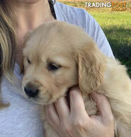 Golden Retriever Male Puppy