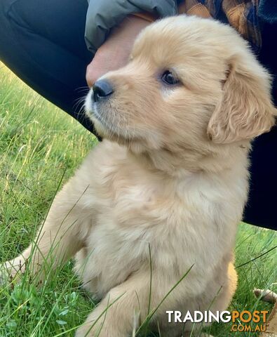 IngleBar Golden Retriever Male Puppy