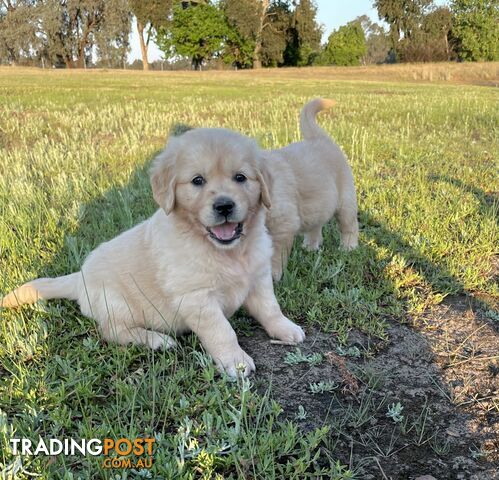 PrueGolden Retriever Puppies Hip scored &amp;amp; DNA tested patents