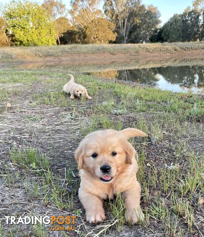 Inglebar Golden Retriever Puppies