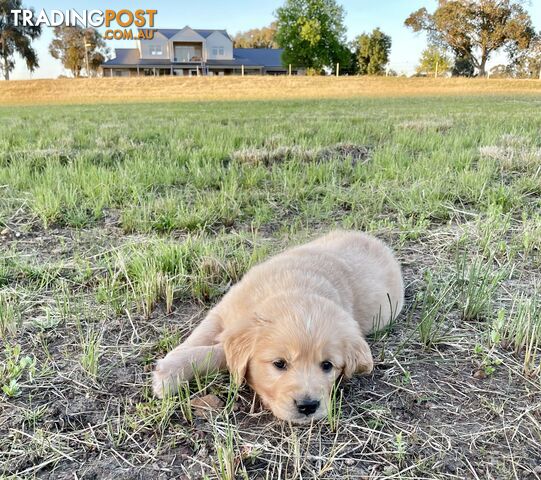 PrueGolden Retriever Puppies Hip scored &amp;amp; DNA tested patents