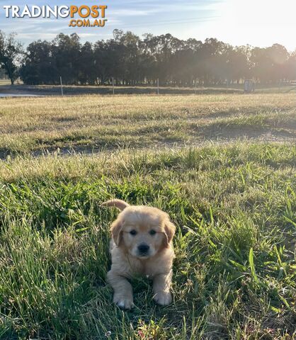 PrueGolden Retriever Puppies Hip scored &amp;amp;amp; DNA tested patents