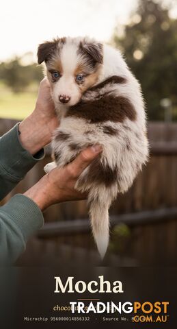 Family-Raised Border Collies | DNA Tested Parents | Merle, Sable & Tri - photo 4 of 10