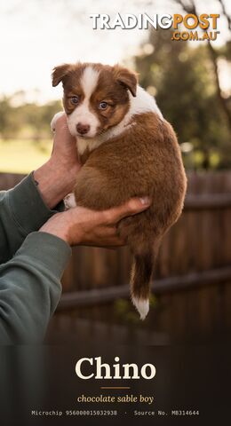 Family-Raised Border Collies | DNA Tested Parents | Merle, Sable & Tri - photo 5 of 10