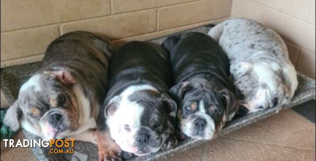 Aussie Bulldog Pups