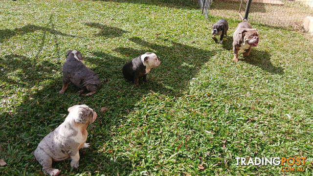 Aussie Bulldog Pups