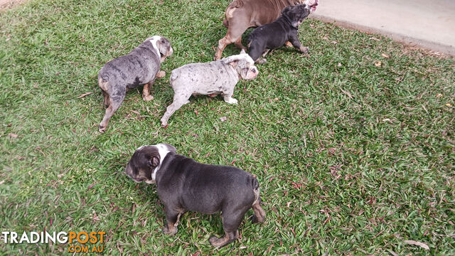 Aussie Bulldog Pups