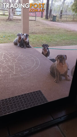 Aussie Bulldog Pups