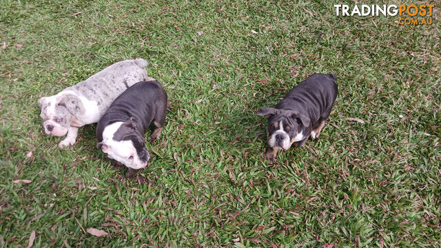 Aussie Bulldog Pups