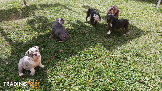 Aussie Bulldog Pups