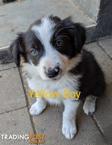 Border Collie Puppies