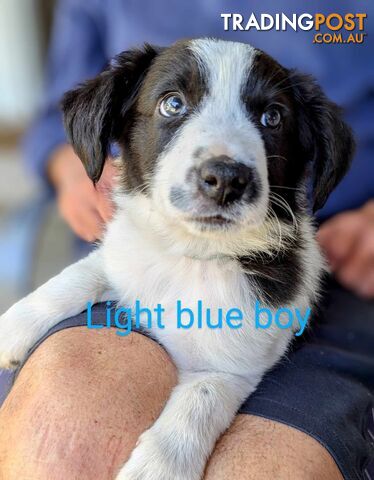 Border Collie Puppies