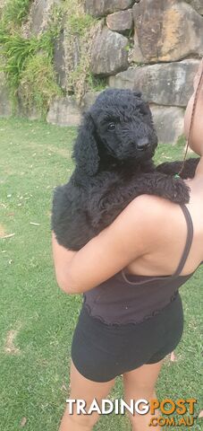 Standard Poodle PUPS One Male and TWO Females Health Guarantee, No Shedding, DNA CLEAR