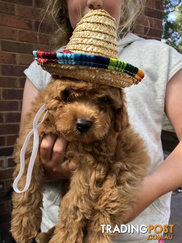 Beautiful female toy cavoodle puppy