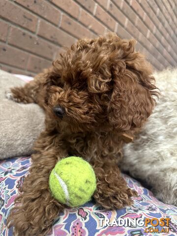 TOY CAVOODLE (TINY) - ONLY ONE LEFT!