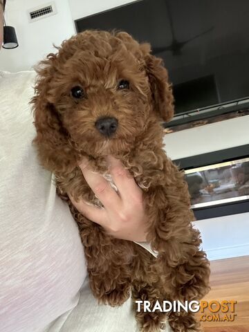 TOY CAVOODLE (TINY) - ONLY ONE LEFT!