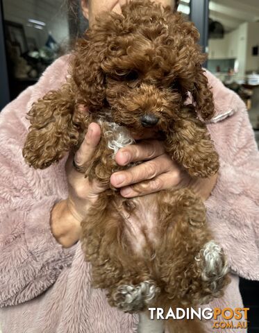 TOY CAVOODLE (TINY) - ONLY ONE LEFT!