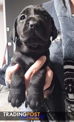 Labrador Pups Available Now