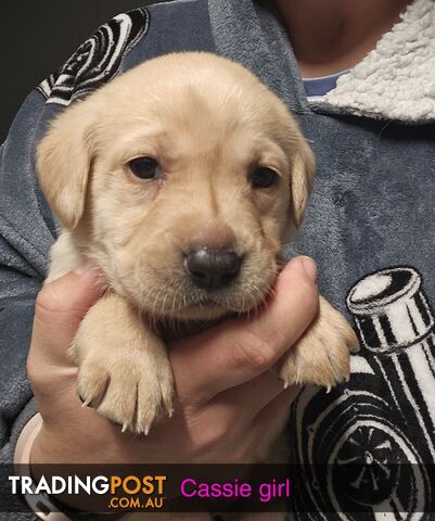 Labrador Pups Available Now
