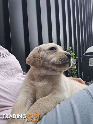 Pure Labrador Puppies - Available for Christmas Eve