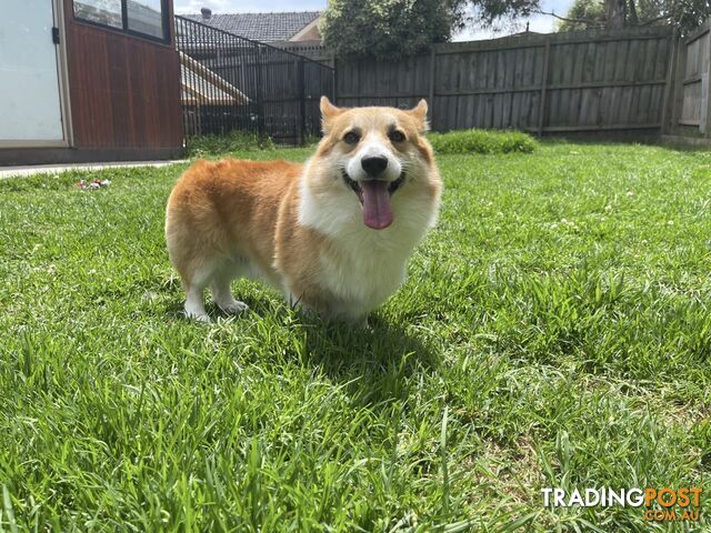 4-year-old Pembroke Welsh Corgi BOY is waiting for new family